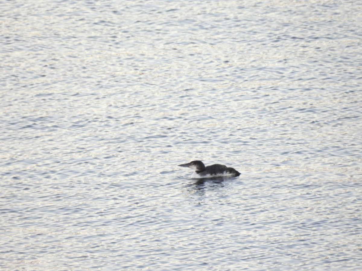 Common Loon - ML646562573