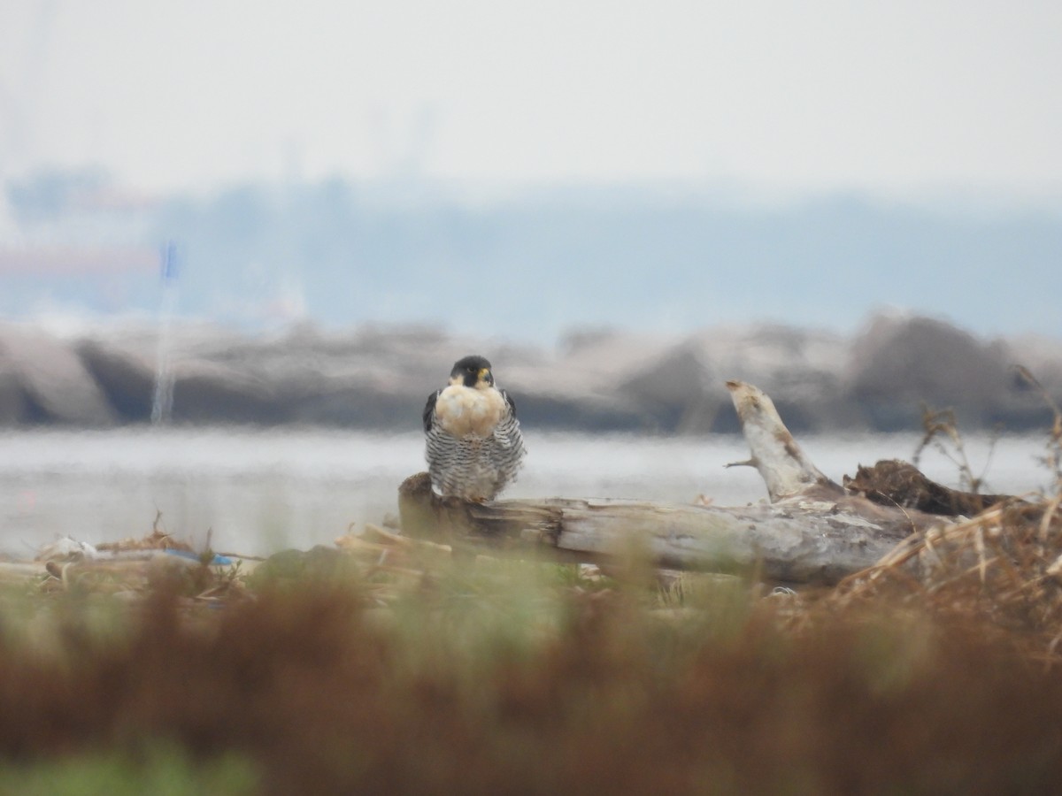 Peregrine Falcon - ML646562574