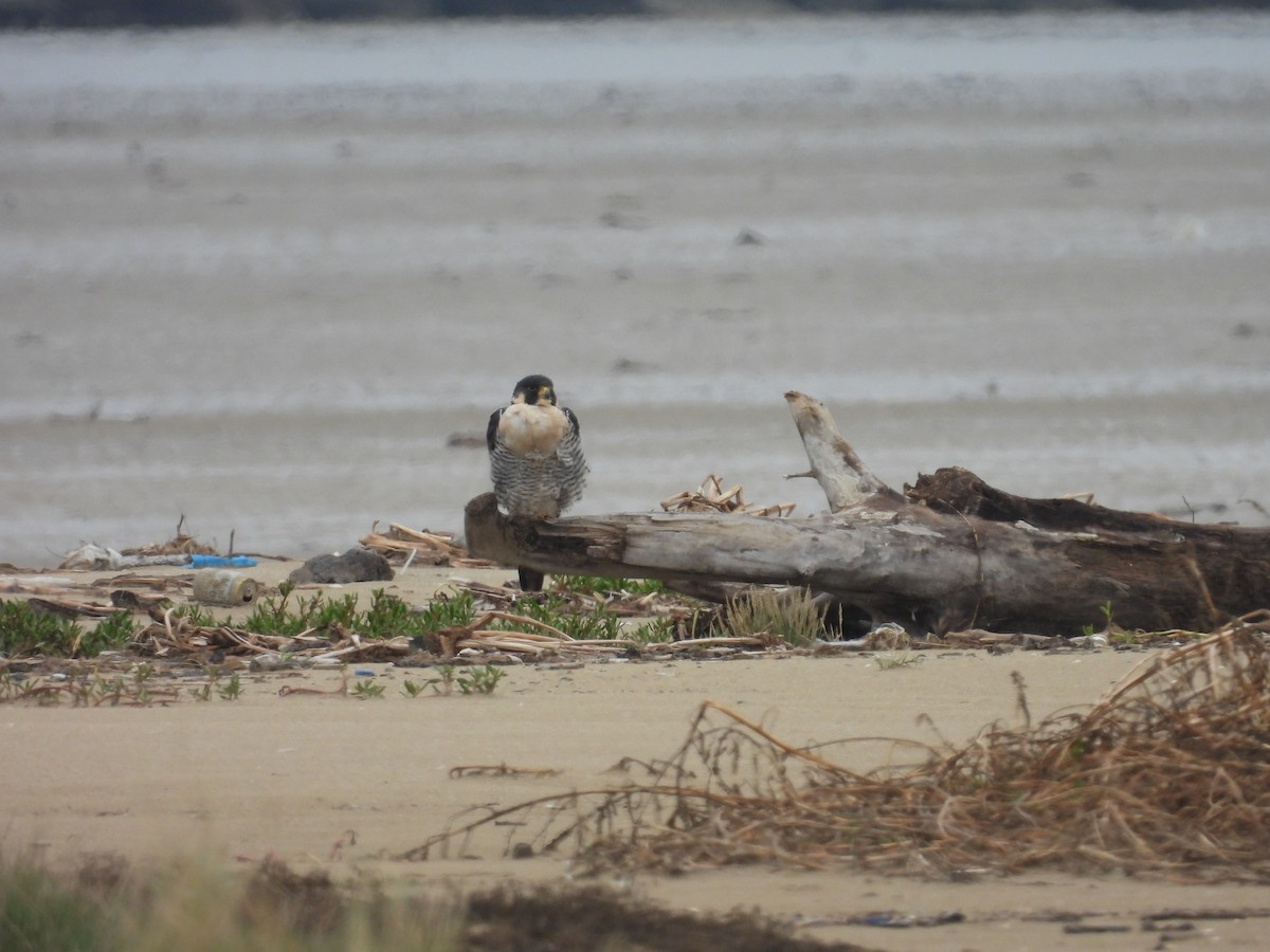 Peregrine Falcon - ML646562575