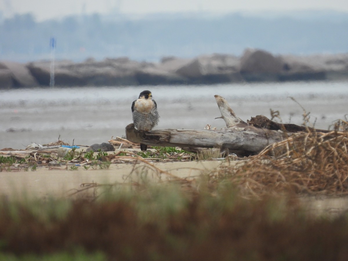 Peregrine Falcon - ML646562576