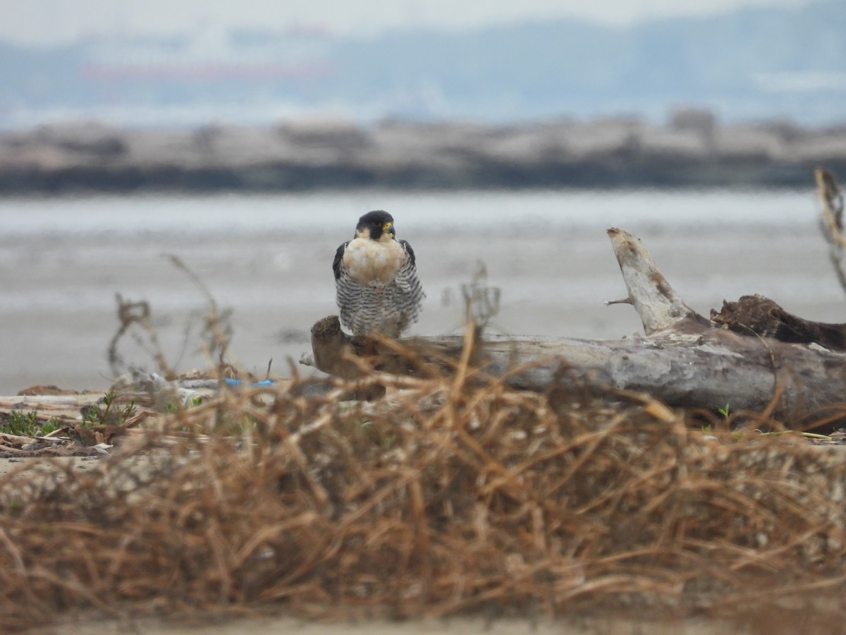 Peregrine Falcon - ML646562577