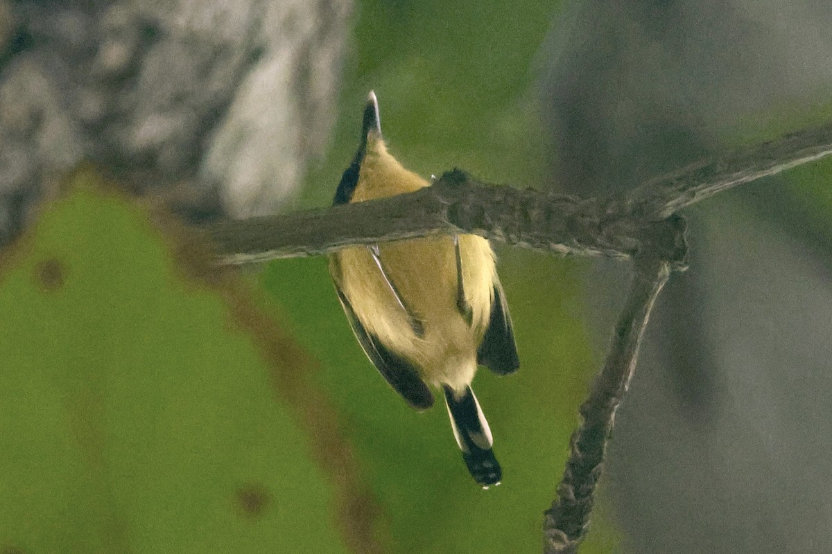 Common Tody-Flycatcher - ML646562586