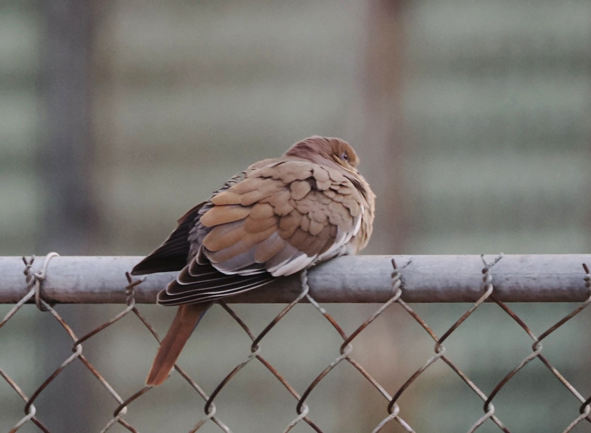 White-winged Dove - ML646562588