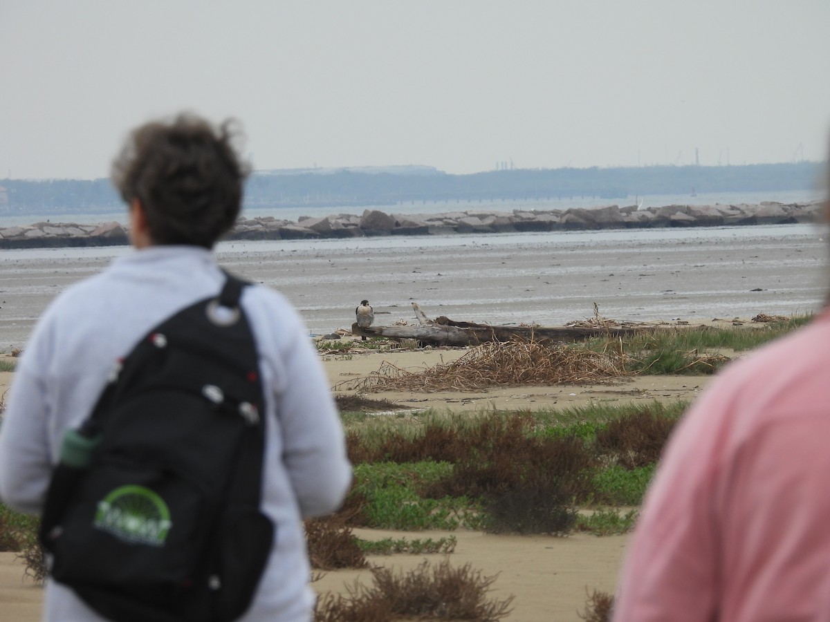 Peregrine Falcon - ML646562589