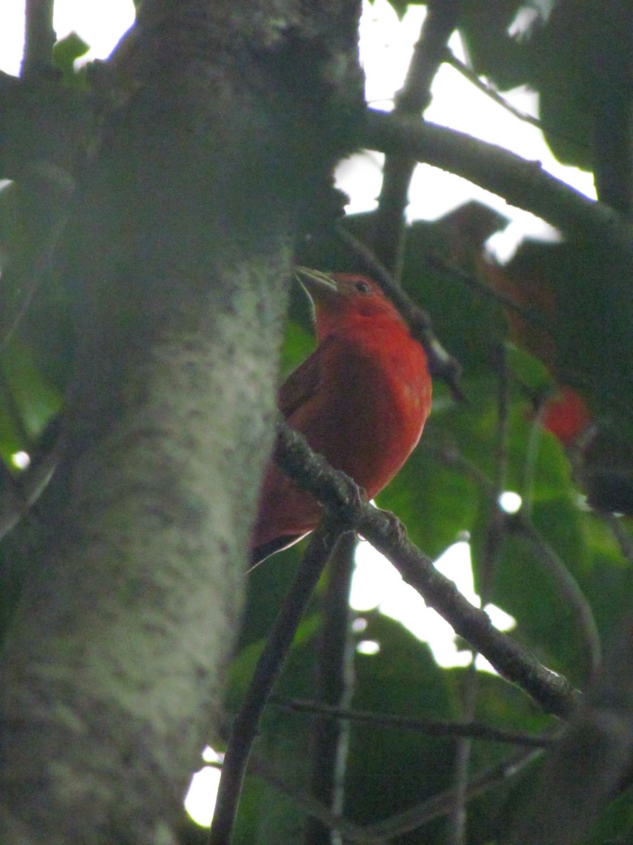 Summer Tanager - ML646562590