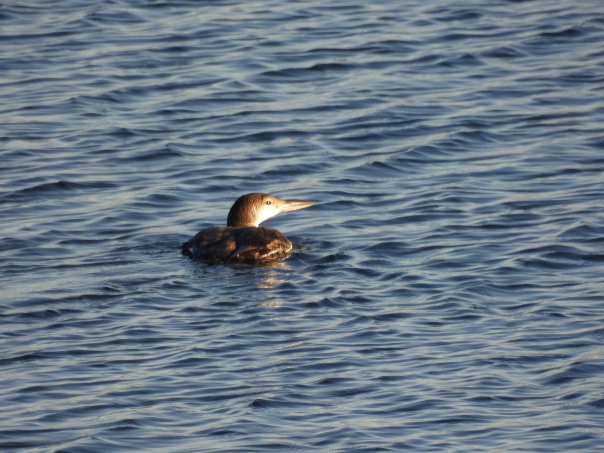 Common Loon - ML646562591