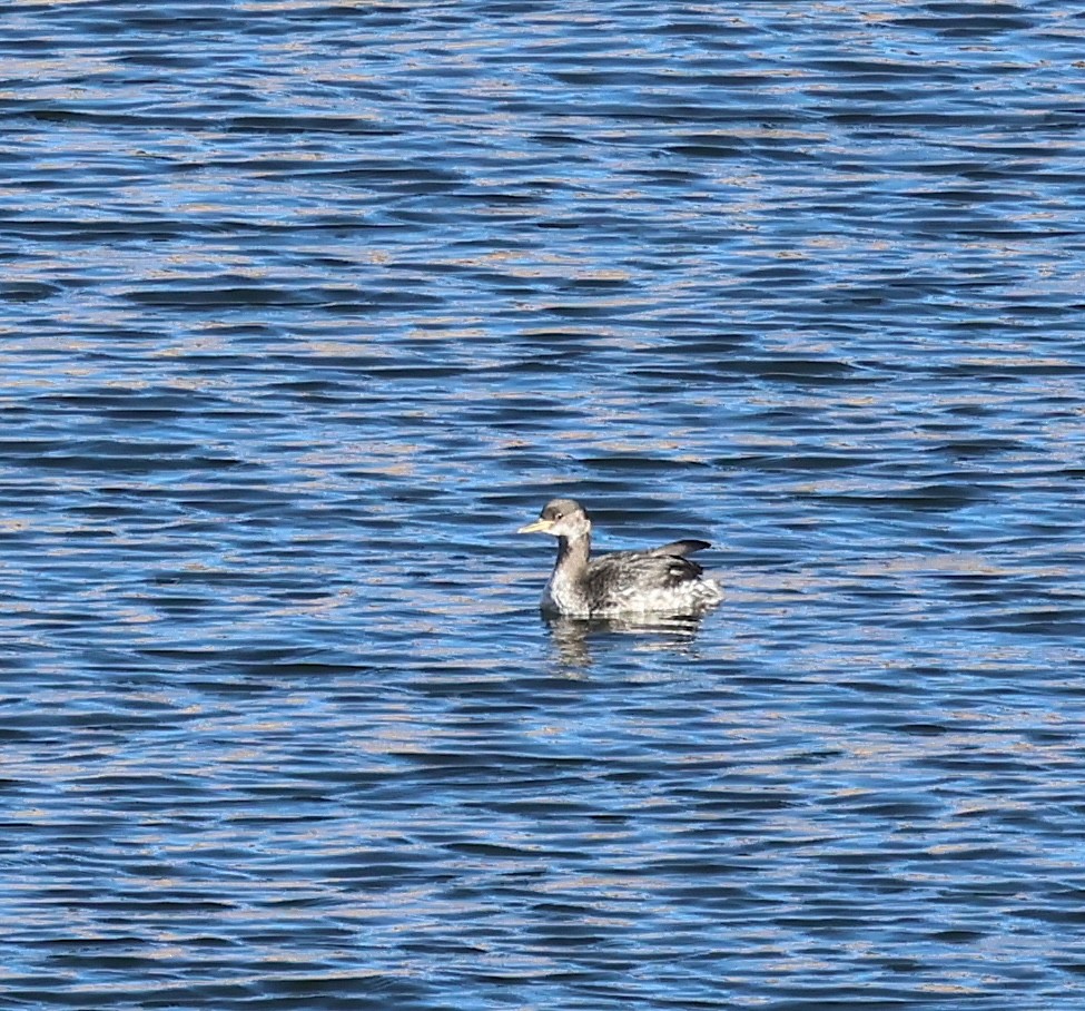 Red-necked Grebe - ML646562592