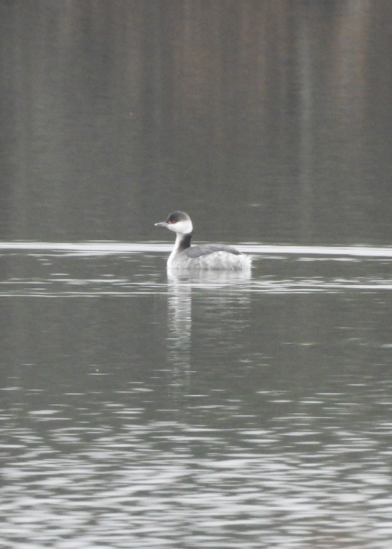 horndykker - ML646562593