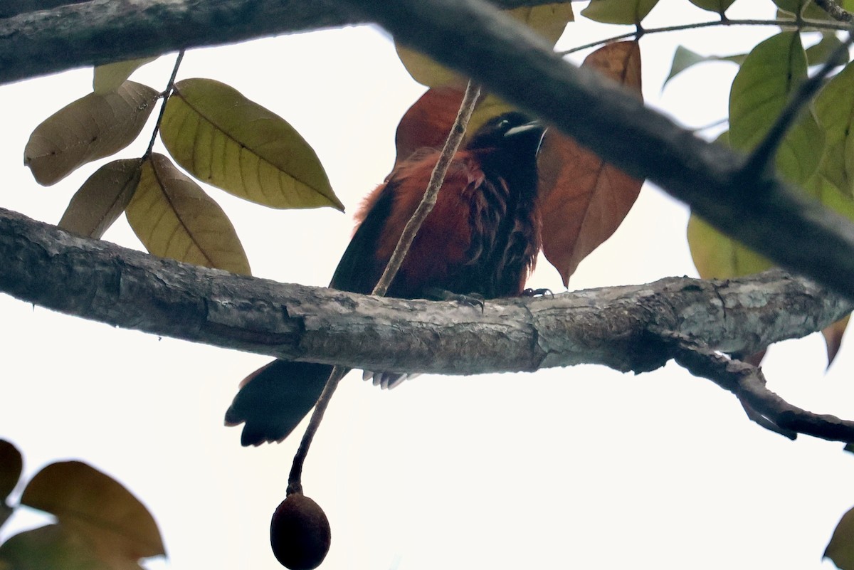 Orchard Oriole - ML646562596