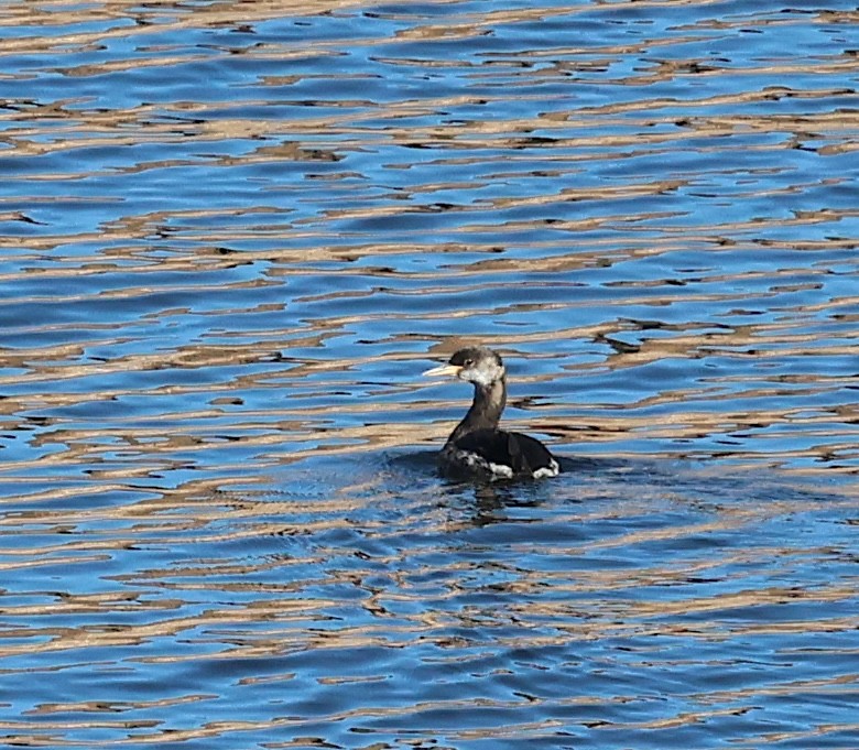 Red-necked Grebe - ML646562598