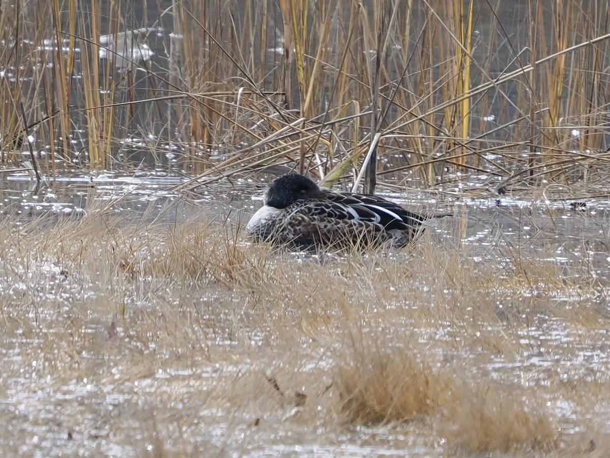 琵嘴鴨 - ML646562600