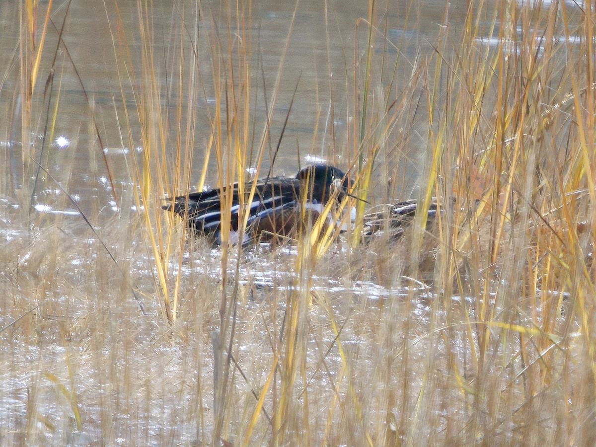 琵嘴鴨 - ML646562601