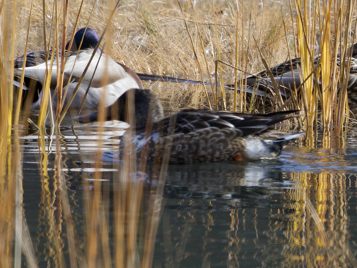 琵嘴鴨 - ML646562602