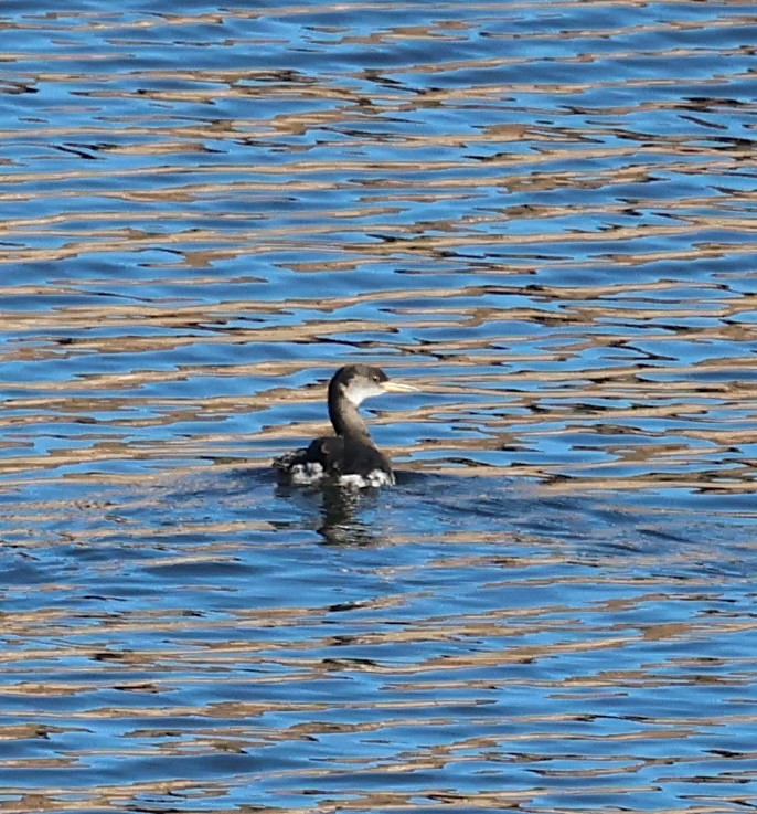 Red-necked Grebe - ML646562603