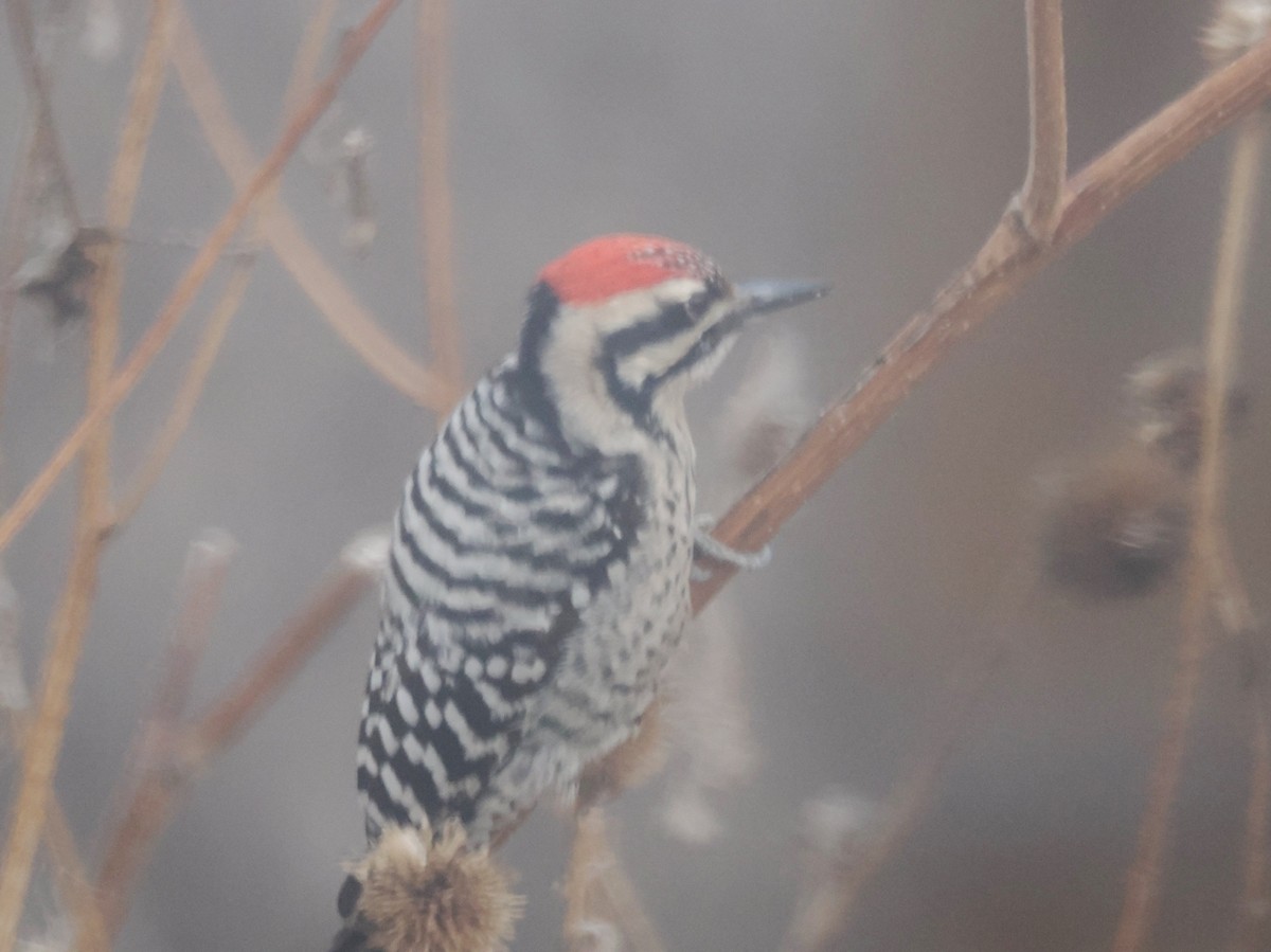 Ladder-backed Woodpecker - ML646562605