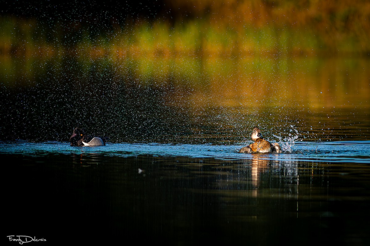 Murgilari lepokoduna - ML646562607