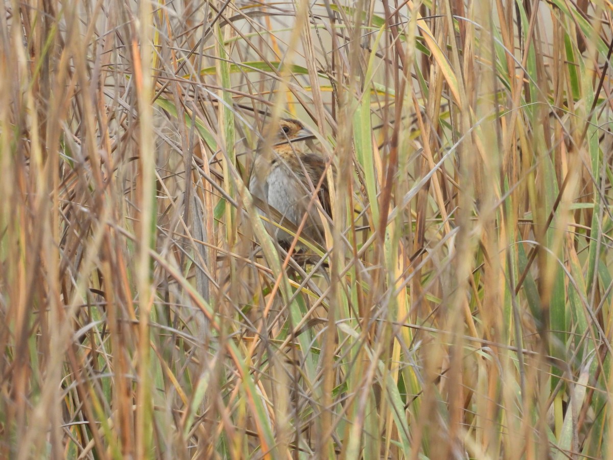 nålstjertspurv - ML646562610