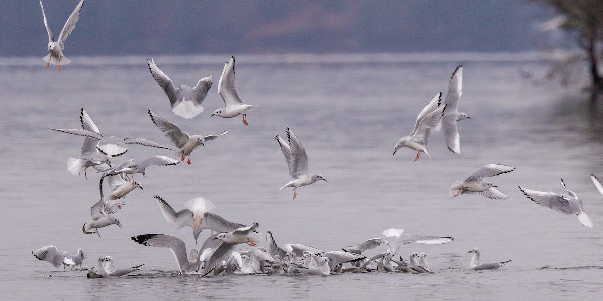 racek Bonapartův - ML646562611