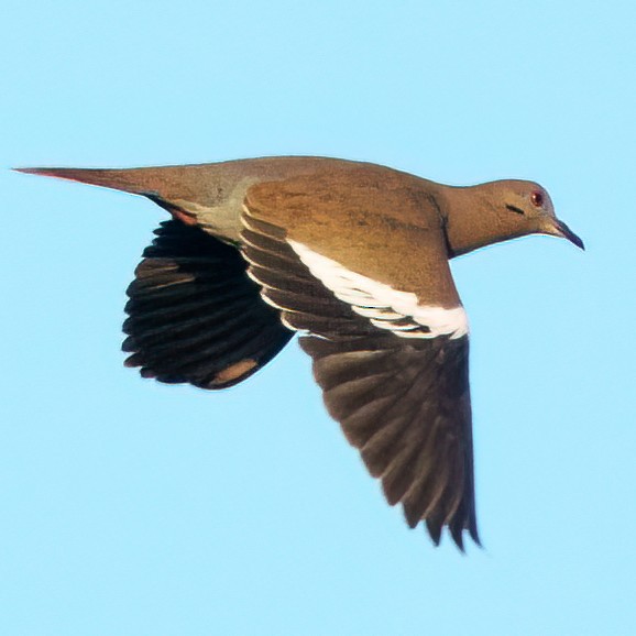 White-winged Dove - ML646562612
