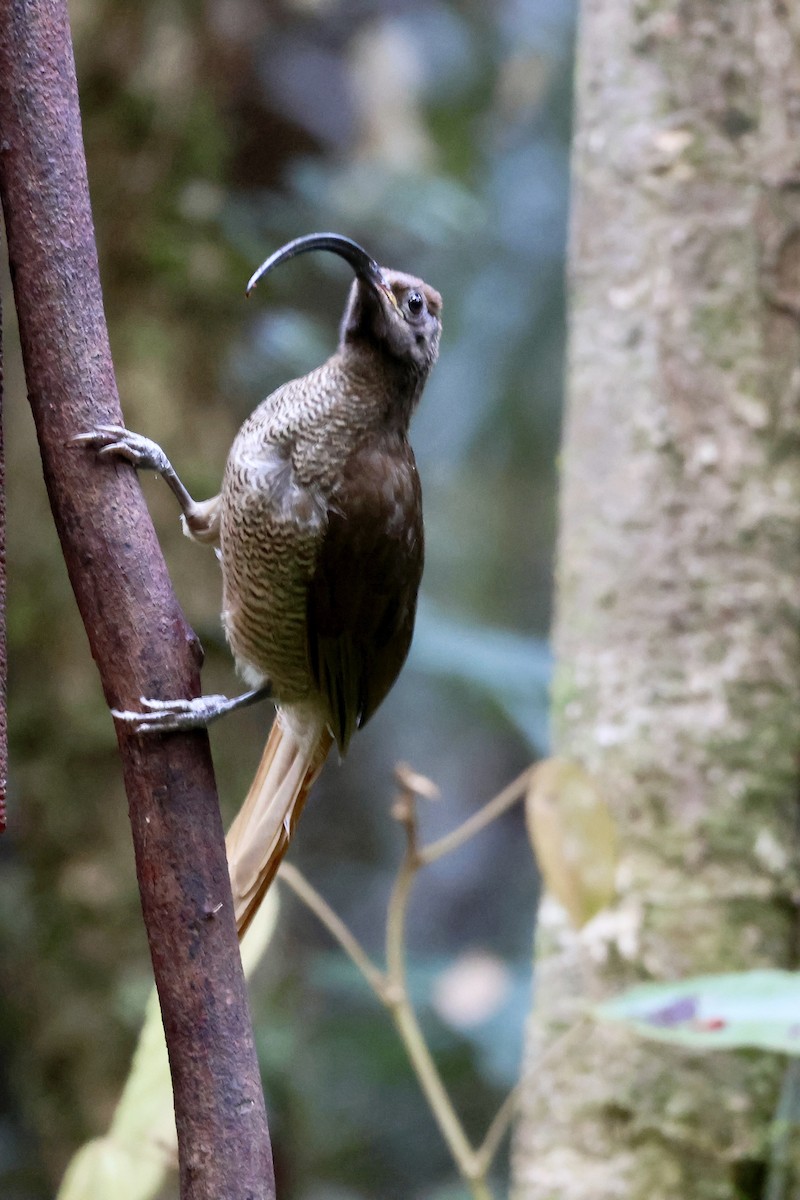 Schwarzschnabel-Paradieshopf - ML646562613