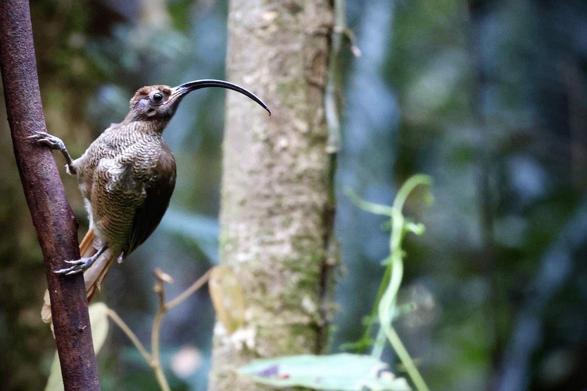 Schwarzschnabel-Paradieshopf - ML646562614