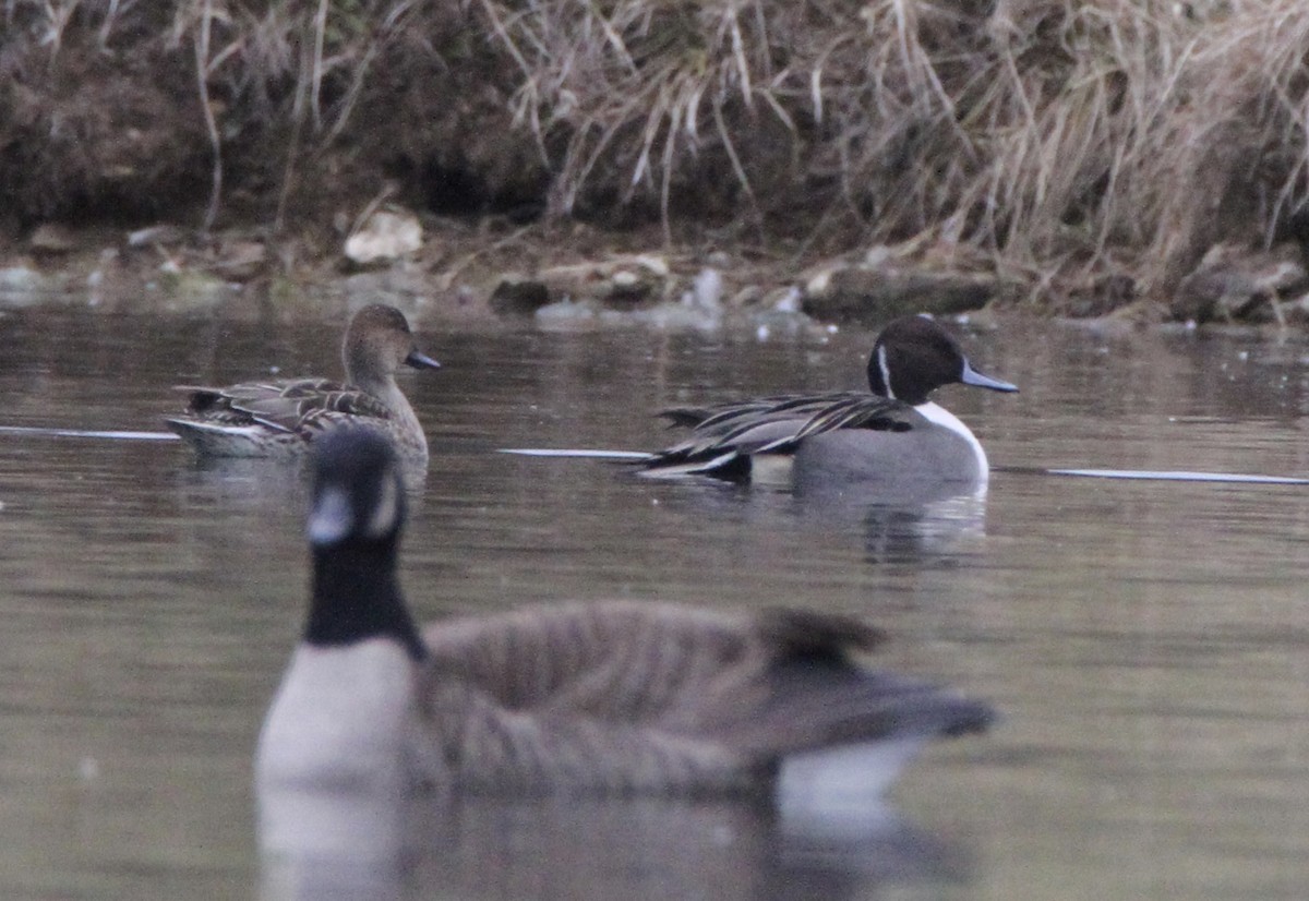 尖尾鴨 - ML646562617