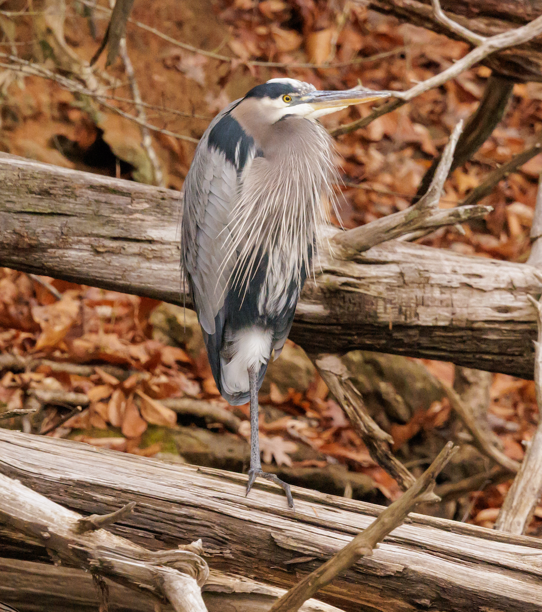 volavka velká - ML646562623