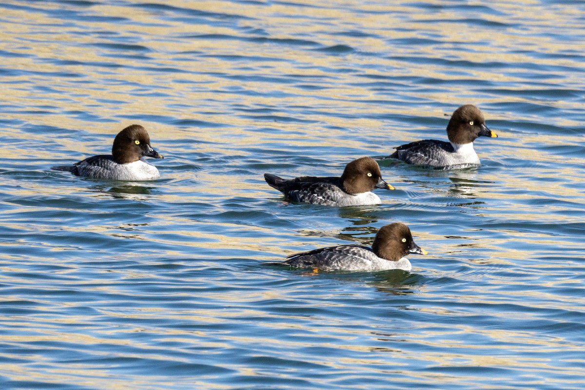 hohol severní - ML646562624