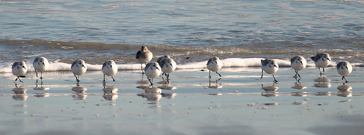 Sanderling - ML646562633