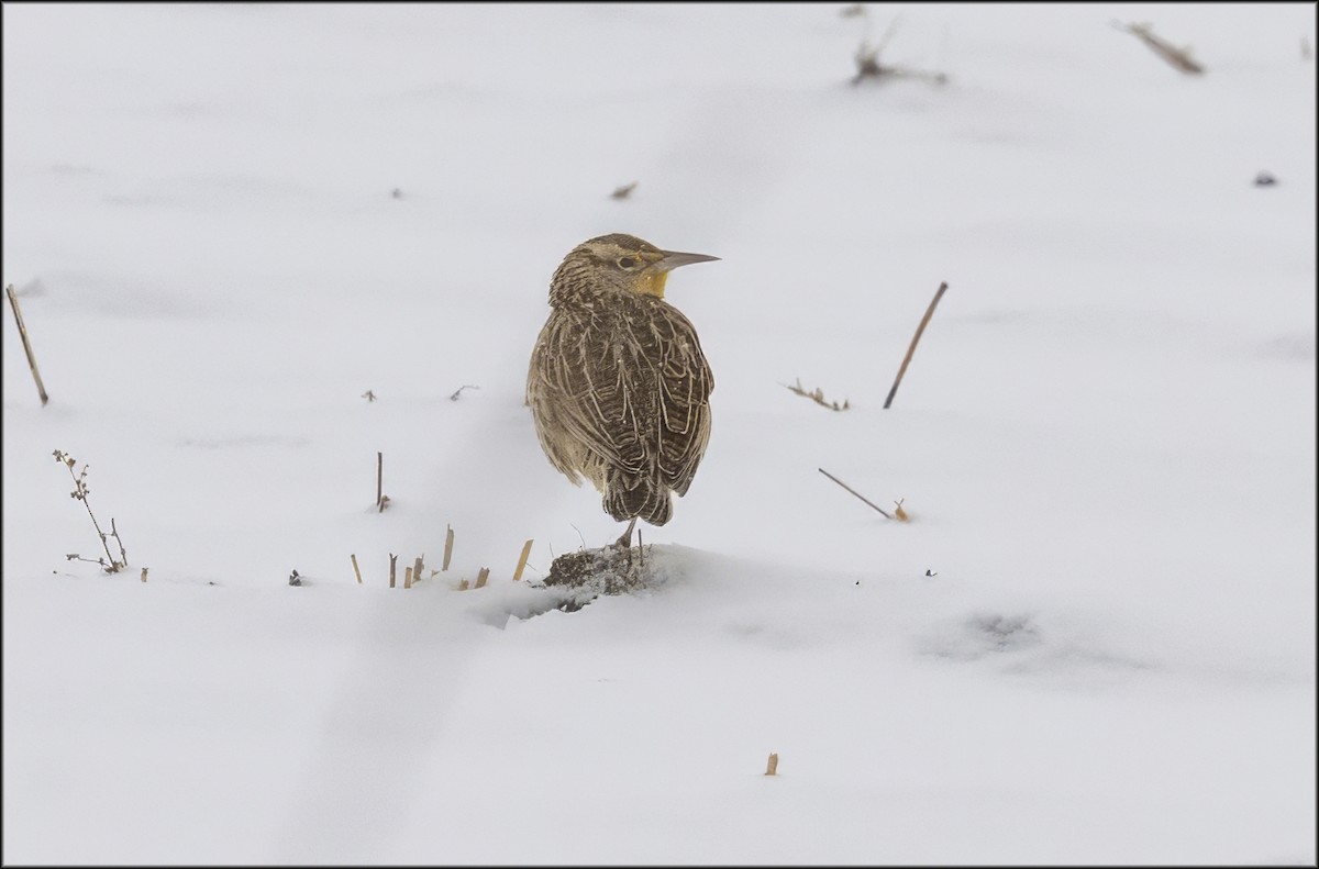 Western Meadowlark - ML646562635