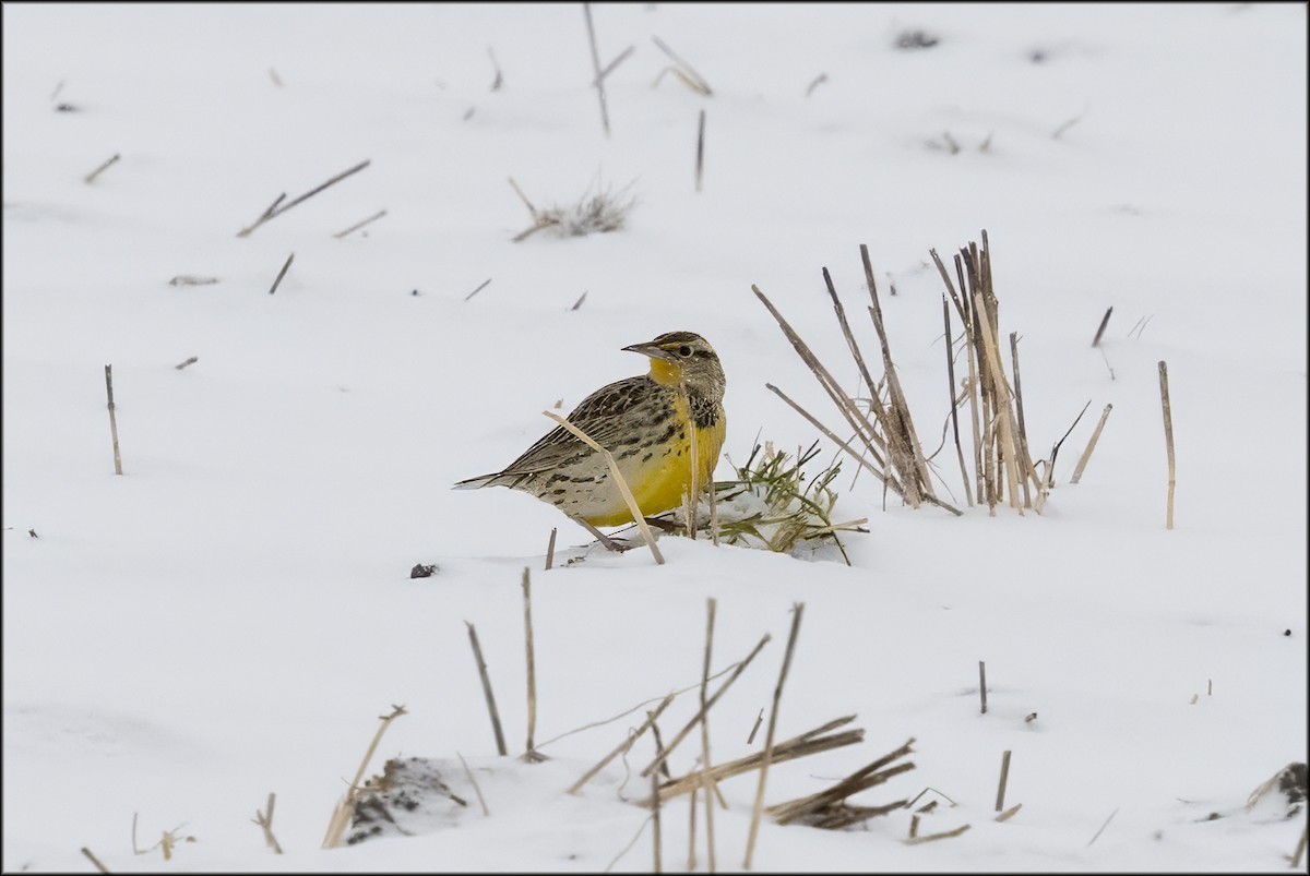 Western Meadowlark - ML646562636