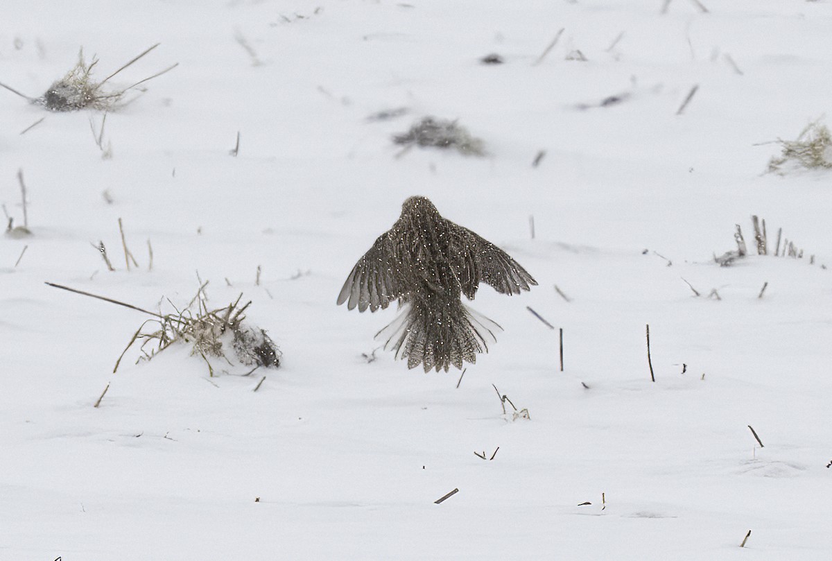 Western Meadowlark - ML646562637
