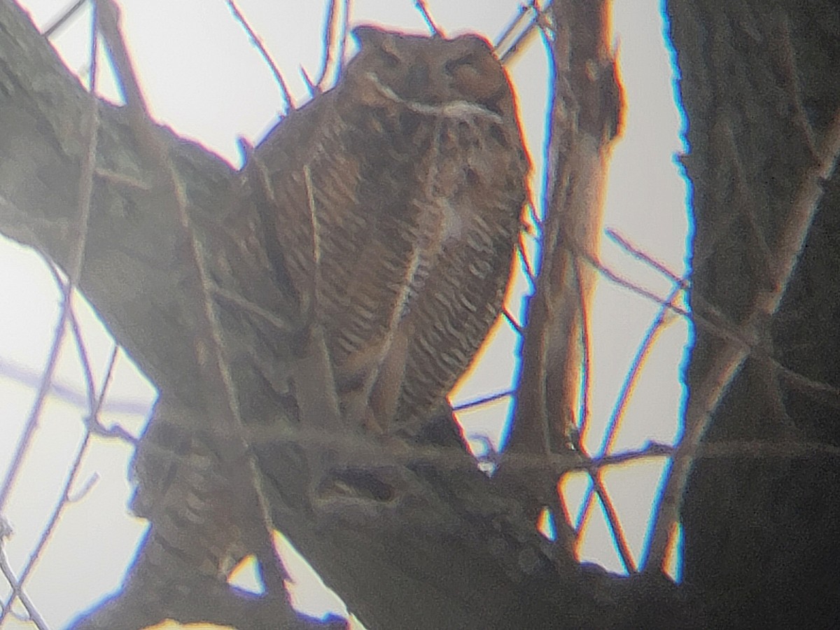 Great Horned Owl - ML646562642