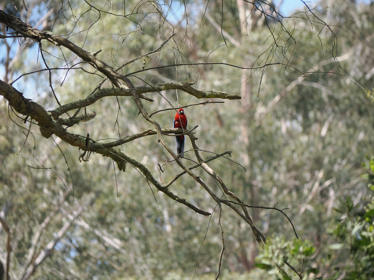 Kırmızı Rozella - ML646562643