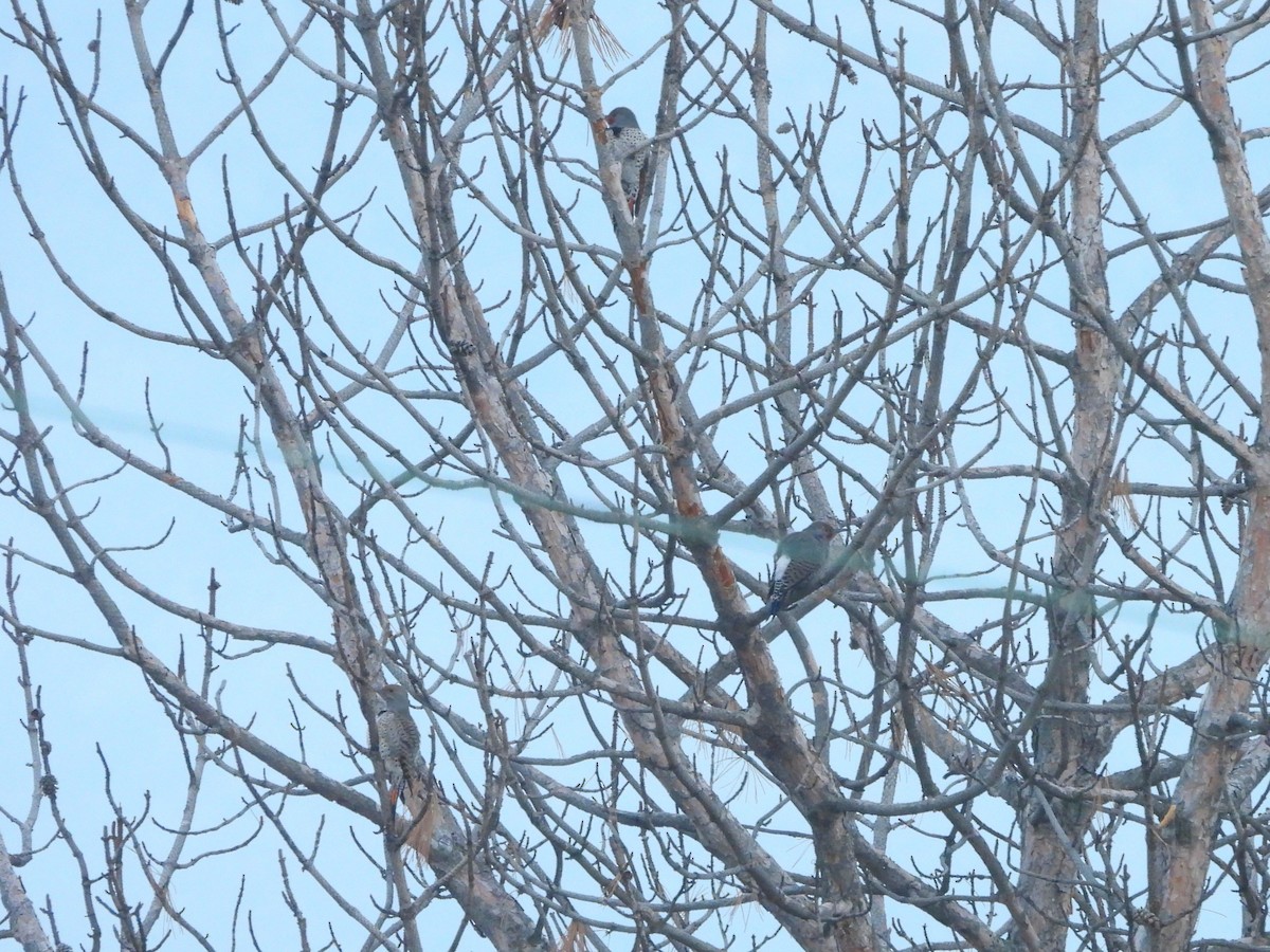 Goldspecht - ML646562644