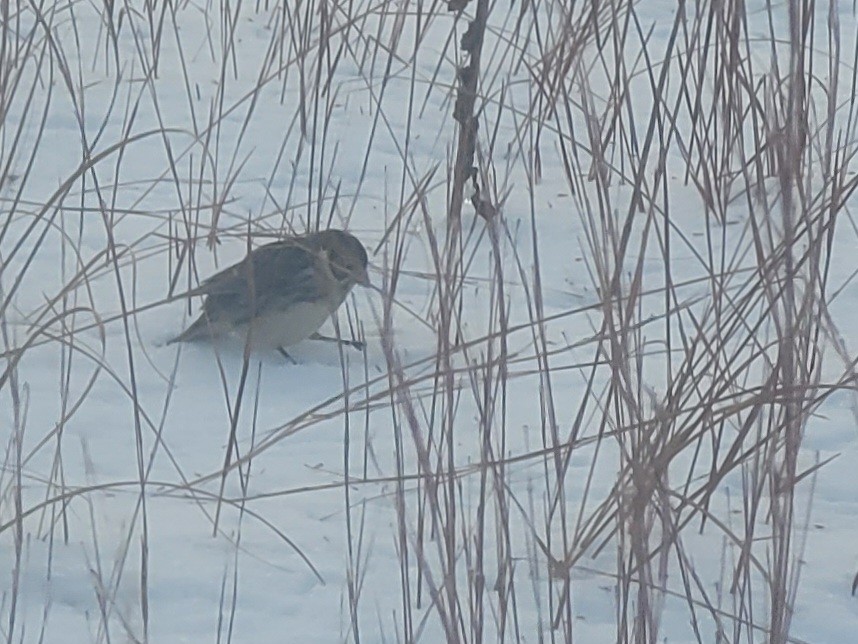 גיבתון לפלנדי - ML646562645