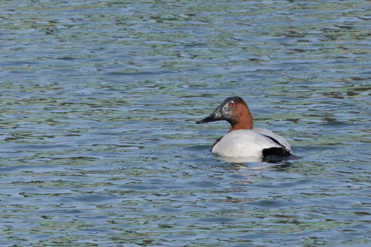 Porrón Coacoxtle - ML646562646
