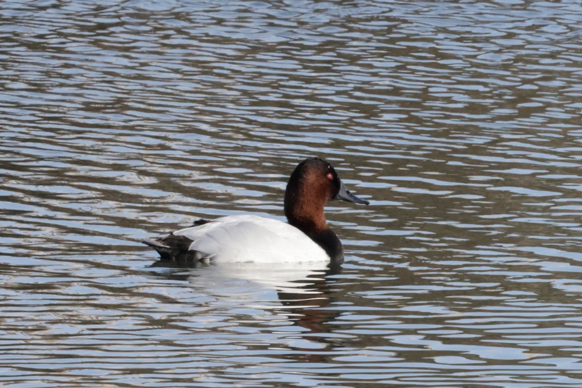 Porrón Coacoxtle - ML646562647