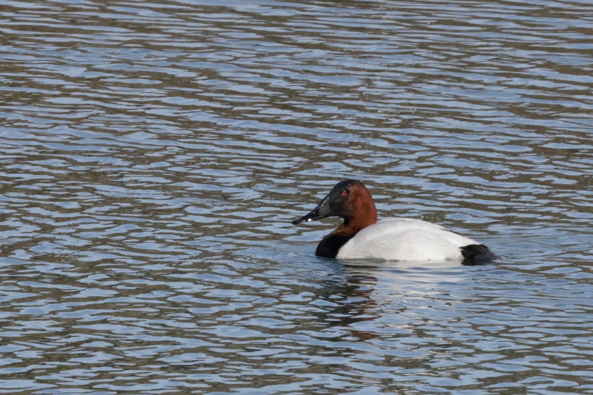 Porrón Coacoxtle - ML646562648