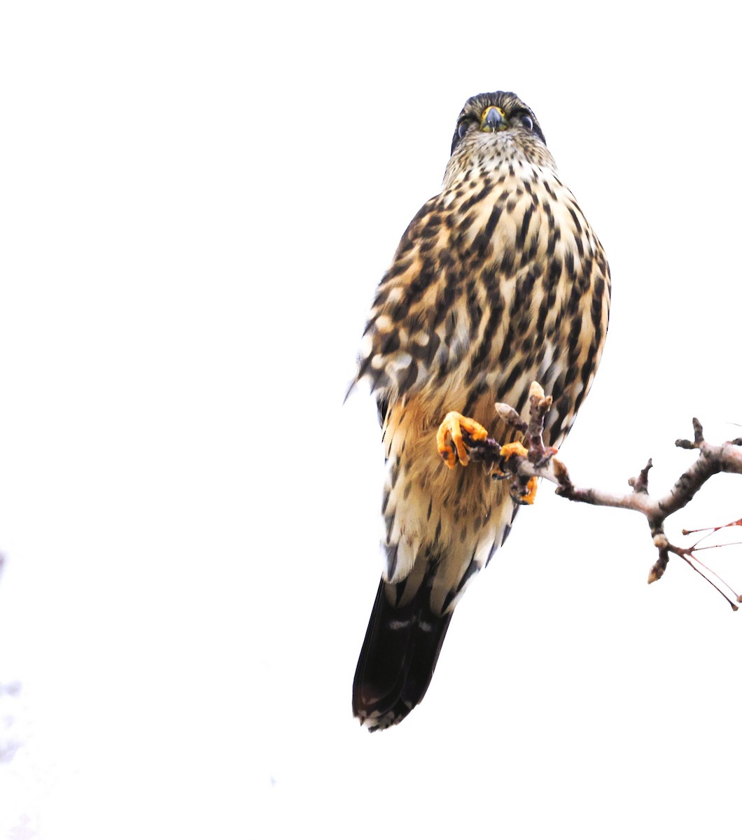 Хайргууна шонхор - ML646562657