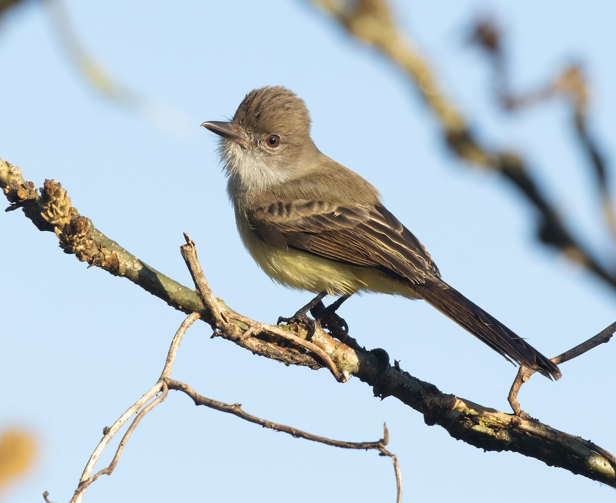 Short-crested Flycatcher - ML646562658