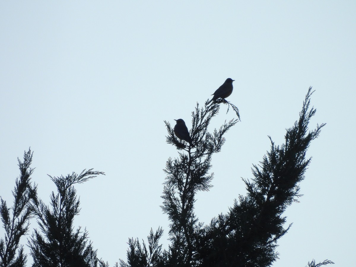 Wanderdrossel - ML646562659