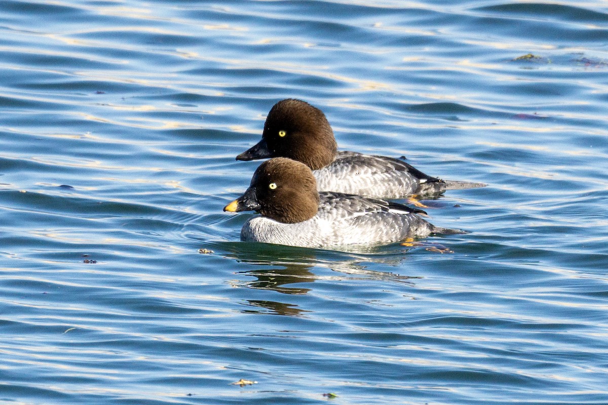 hohol severní - ML646562660