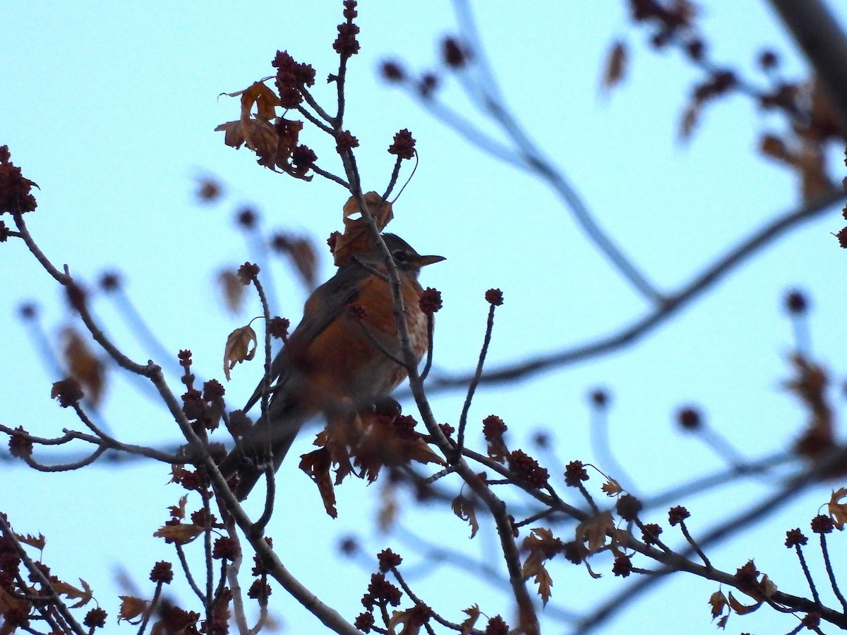 Wanderdrossel - ML646562664