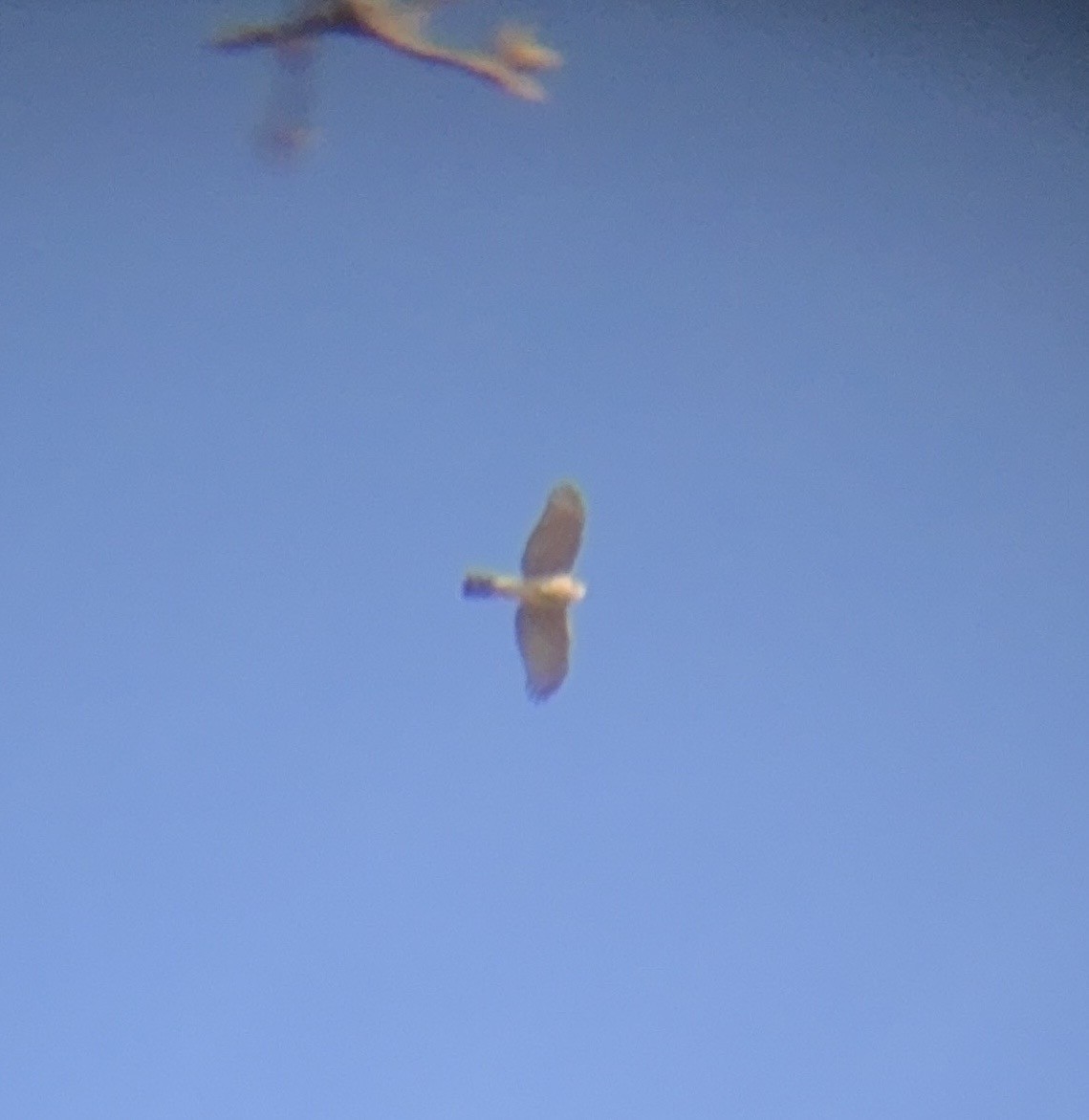 Kızıl Omuzlu Şahin - ML646562669