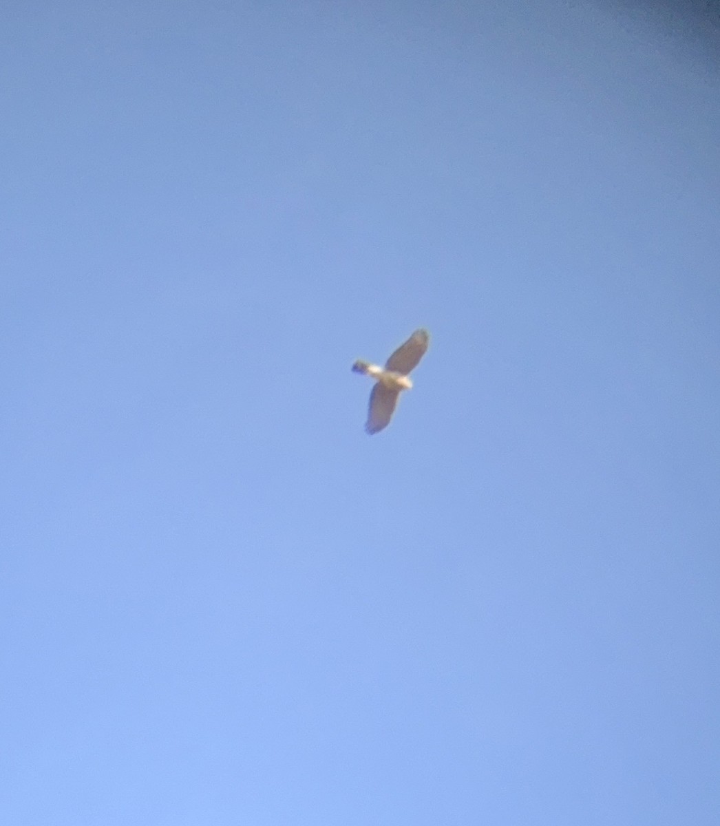 Kızıl Omuzlu Şahin - ML646562671