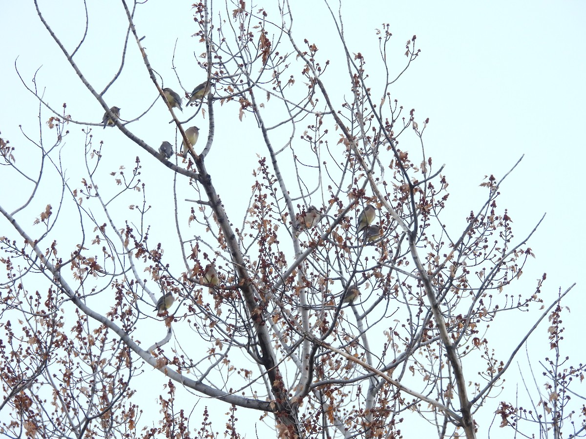 Zedernseidenschwanz - ML646562672