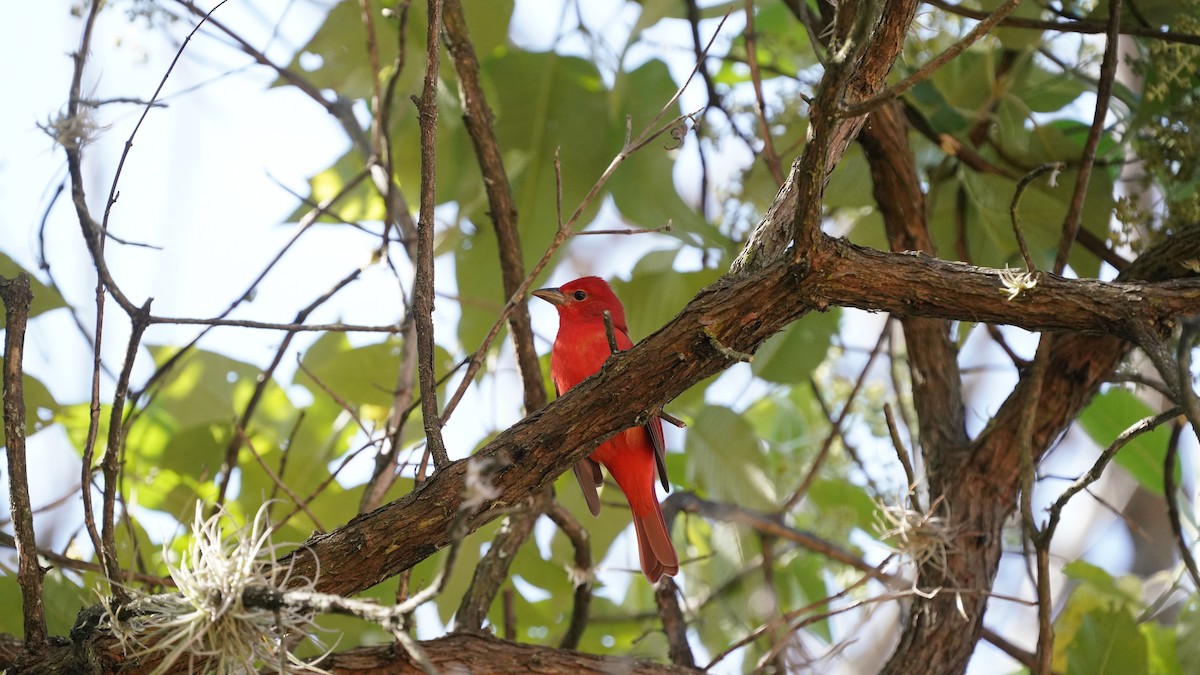 Kırmızı Piranga - ML646562673