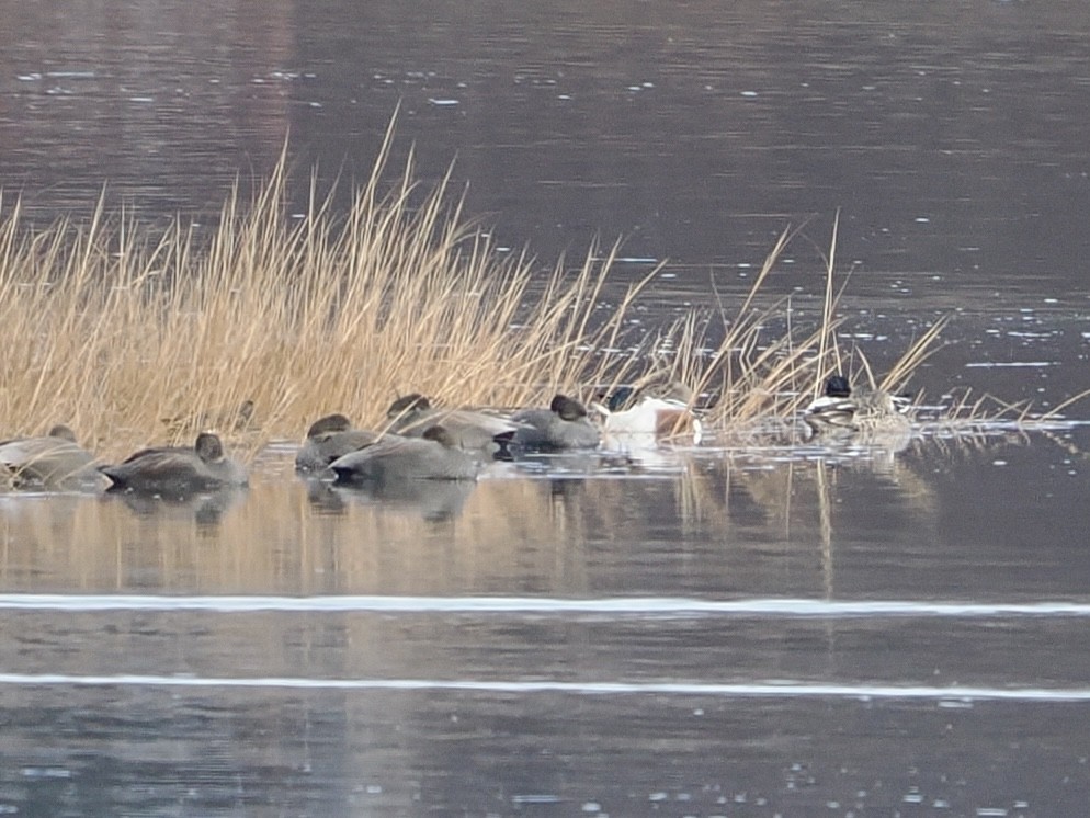 Kaşıkgaga - ML646562678