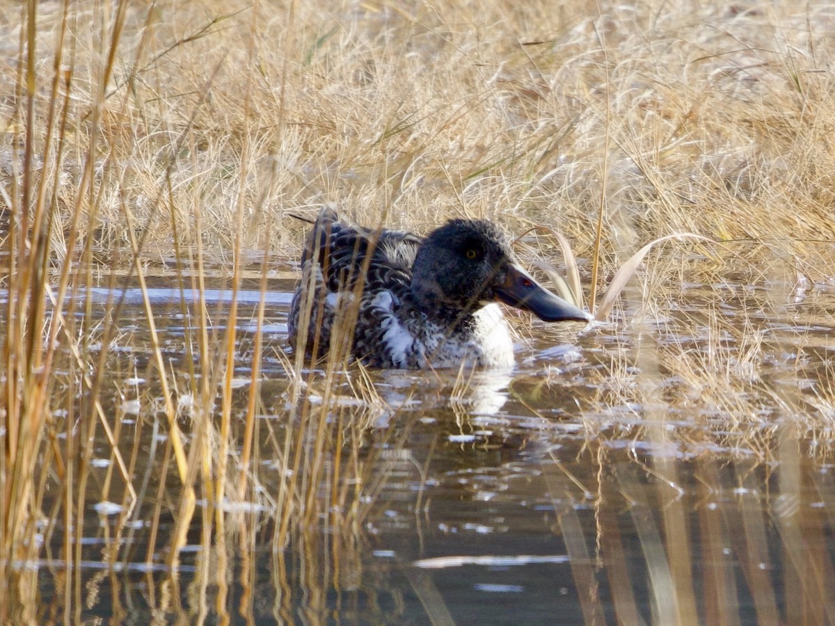 Kaşıkgaga - ML646562679